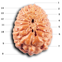 Load image into Gallery viewer, 14 mukhi Indonesian Rudraksha - Bead No. 381