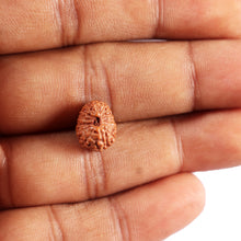 Load image into Gallery viewer, 14 mukhi Indonesian Rudraksha - Bead No. 381