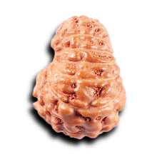 Load image into Gallery viewer, 14 mukhi Indonesian Rudraksha - Bead No. 381