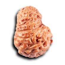 Load image into Gallery viewer, 14 mukhi Indonesian Rudraksha - Bead No. 381