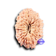 Load image into Gallery viewer, 14 mukhi Indonesian Rudraksha - Bead No. 382