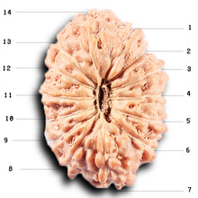 Load image into Gallery viewer, 14 mukhi Indonesian Rudraksha - Bead No. 382