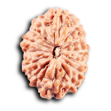 Load image into Gallery viewer, 14 mukhi Indonesian Rudraksha - Bead No. 382