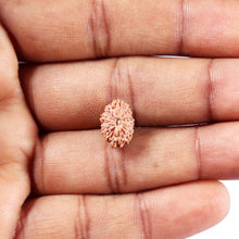 Load image into Gallery viewer, 14 mukhi Indonesian Rudraksha - Bead No. 382