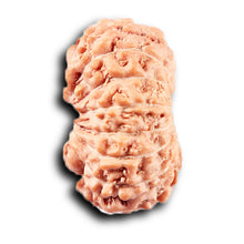 Load image into Gallery viewer, 14 mukhi Indonesian Rudraksha - Bead No. 382