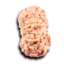 Load image into Gallery viewer, 14 mukhi Indonesian Rudraksha - Bead No. 382