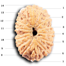Load image into Gallery viewer, 14 mukhi Indonesian Rudraksha - Bead No. 383