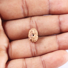 Load image into Gallery viewer, 14 mukhi Indonesian Rudraksha - Bead No. 383