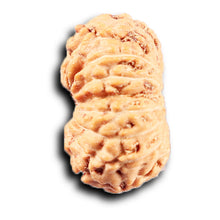 Load image into Gallery viewer, 14 mukhi Indonesian Rudraksha - Bead No. 383