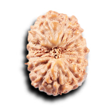 Load image into Gallery viewer, 14 mukhi Indonesian Rudraksha - Bead No. 384