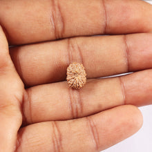 Load image into Gallery viewer, 14 mukhi Indonesian Rudraksha - Bead No. 384