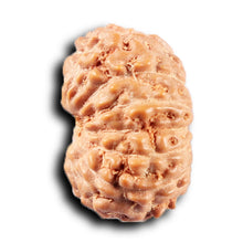 Load image into Gallery viewer, 14 mukhi Indonesian Rudraksha - Bead No. 384