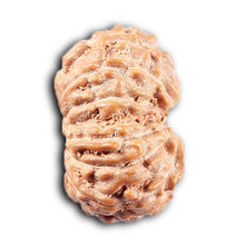 Load image into Gallery viewer, 14 mukhi Indonesian Rudraksha - Bead No. 384