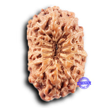 Load image into Gallery viewer, 14 mukhi Indonesian Rudraksha - Bead No. 385