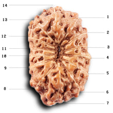 Load image into Gallery viewer, 14 mukhi Indonesian Rudraksha - Bead No. 385