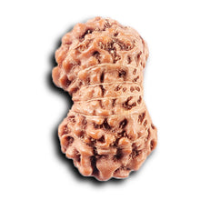 Load image into Gallery viewer, 14 mukhi Indonesian Rudraksha - Bead No. 385