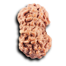 Load image into Gallery viewer, 14 mukhi Indonesian Rudraksha - Bead No. 385