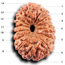 Load image into Gallery viewer, 14 mukhi Indonesian Rudraksha - Bead No. 386