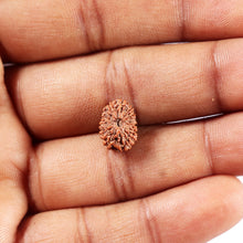 Load image into Gallery viewer, 14 mukhi Indonesian Rudraksha - Bead No. 386