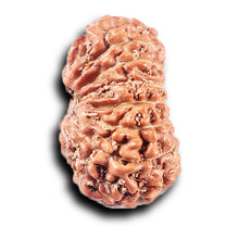 Load image into Gallery viewer, 14 mukhi Indonesian Rudraksha - Bead No. 386