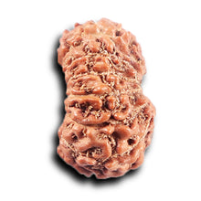 Load image into Gallery viewer, 14 mukhi Indonesian Rudraksha - Bead No. 386