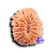 Load image into Gallery viewer, 14 mukhi Indonesian Rudraksha - Bead No. 387