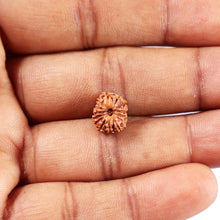 Load image into Gallery viewer, 14 mukhi Indonesian Rudraksha - Bead No. 387