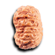 Load image into Gallery viewer, 14 mukhi Indonesian Rudraksha - Bead No. 387