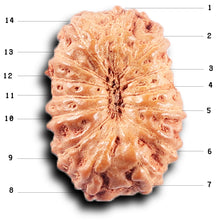 Load image into Gallery viewer, 14 mukhi Indonesian Rudraksha - Bead No. 388