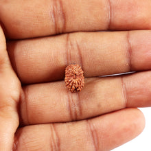 Load image into Gallery viewer, 14 mukhi Indonesian Rudraksha - Bead No. 388