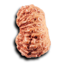 Load image into Gallery viewer, 14 mukhi Indonesian Rudraksha - Bead No. 388