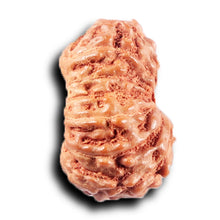 Load image into Gallery viewer, 14 mukhi Indonesian Rudraksha - Bead No. 388