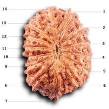 Load image into Gallery viewer, 14 mukhi Indonesian Rudraksha - Bead No. 389