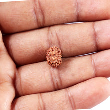 Load image into Gallery viewer, 14 mukhi Indonesian Rudraksha - Bead No. 389
