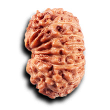 Load image into Gallery viewer, 14 mukhi Indonesian Rudraksha - Bead No. 389