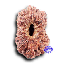 Load image into Gallery viewer, 14 mukhi Indonesian Rudraksha - Bead No. 390