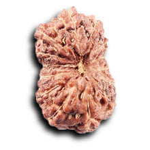 Load image into Gallery viewer, 14 mukhi Indonesian Rudraksha - Bead No. 390