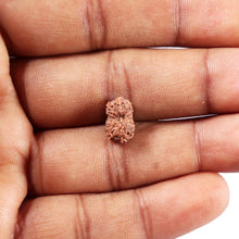 Load image into Gallery viewer, 14 mukhi Indonesian Rudraksha - Bead No. 390