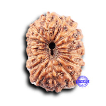 Load image into Gallery viewer, 14 mukhi Indonesian Rudraksha - Bead No. 392