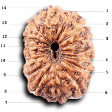 Load image into Gallery viewer, 14 mukhi Indonesian Rudraksha - Bead No. 392