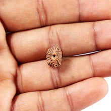 Load image into Gallery viewer, 14 mukhi Indonesian Rudraksha - Bead No. 392
