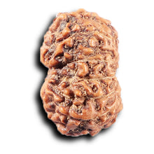Load image into Gallery viewer, 14 mukhi Indonesian Rudraksha - Bead No. 392