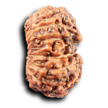 Load image into Gallery viewer, 14 mukhi Indonesian Rudraksha - Bead No. 392