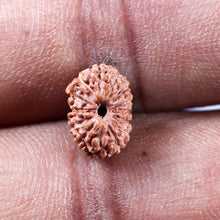Load image into Gallery viewer, 14 mukhi Indonesian Rudraksha - Bead No.394