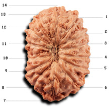 Load image into Gallery viewer, 14 mukhi Indonesian Rudraksha - Bead No. 395