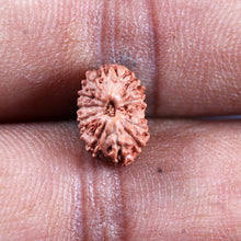 Load image into Gallery viewer, 14 mukhi Indonesian Rudraksha - Bead No. 395