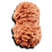 Load image into Gallery viewer, 14 mukhi Indonesian Rudraksha - Bead No. 395