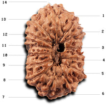 Load image into Gallery viewer, 14 mukhi Indonesian Rudraksha - Bead No. 396