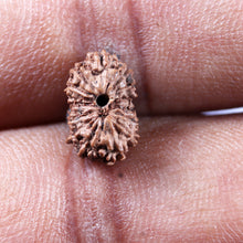 Load image into Gallery viewer, 14 mukhi Indonesian Rudraksha - Bead No. 396
