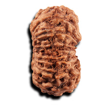 Load image into Gallery viewer, 14 mukhi Indonesian Rudraksha - Bead No. 396